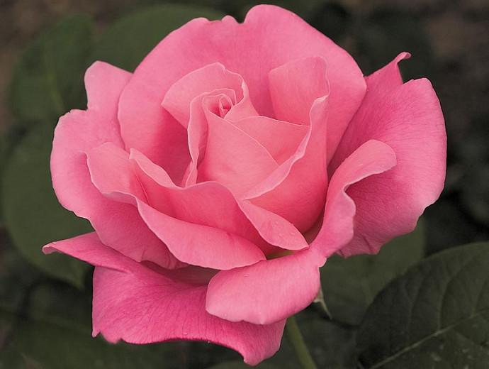Rosa 'Perfume Delight', Rose 'Perfume Delight', Hybrid Tea Roses, Shrub Roses, Pink roses, Rose shrubs